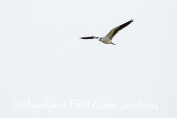 Black-winged Kite Ishigaki Island Wed, 11/28/2018
