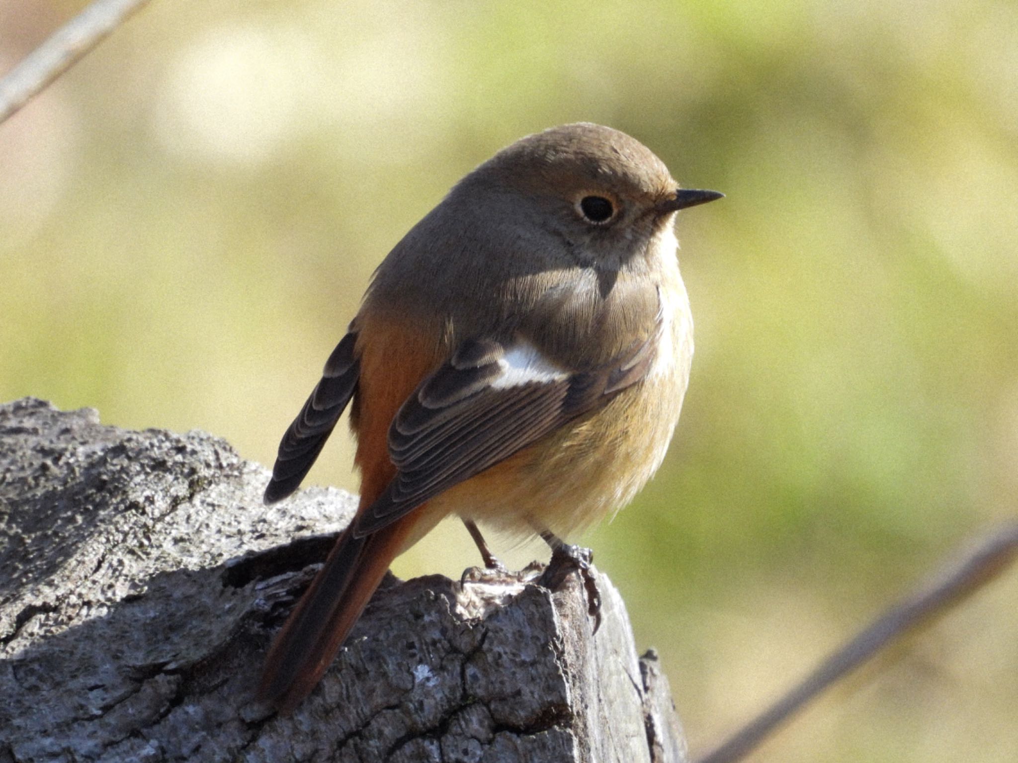 Daurian Redstart