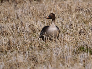 Tundra Bean Goose 手賀沼遊歩道 Sat, 2/24/2024