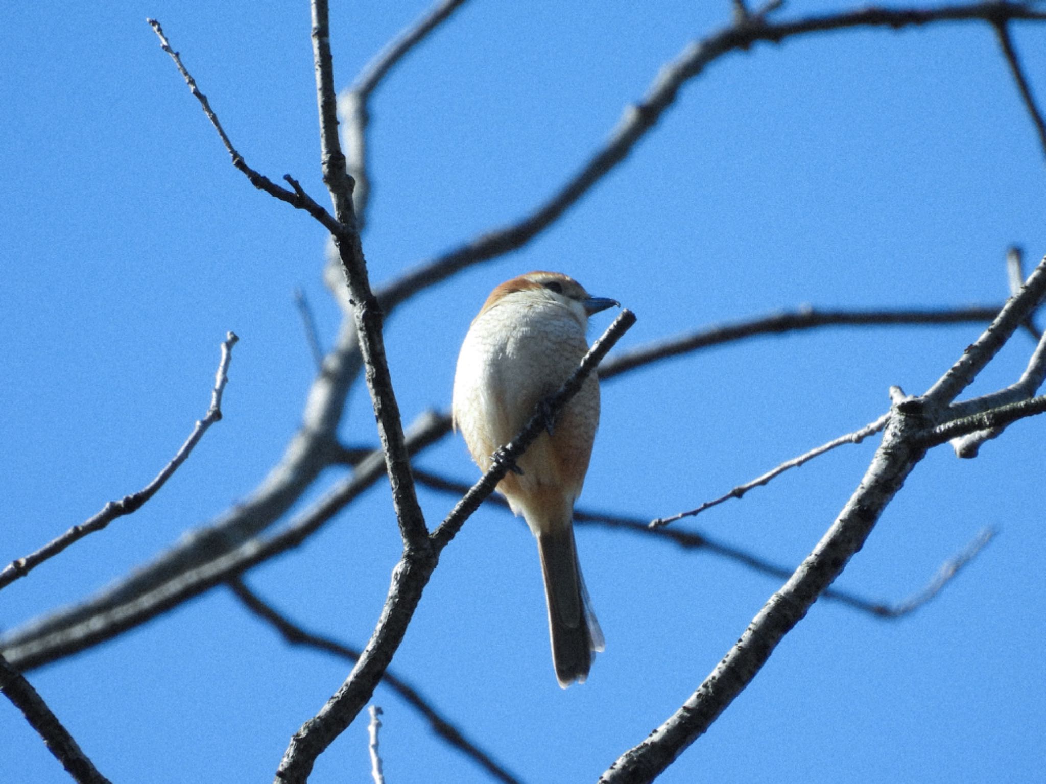 Bull-headed Shrike