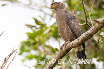 Crested Serpent Eagle Ishigaki Island Wed, 11/28/2018