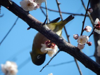 Warbling White-eye Tokyo Port Wild Bird Park Sat, 2/24/2024