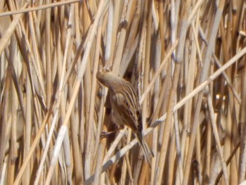 Common Reed Bunting Tokyo Port Wild Bird Park Sat, 2/24/2024