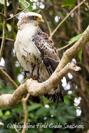 Crested Serpent Eagle Ishigaki Island Wed, 11/28/2018