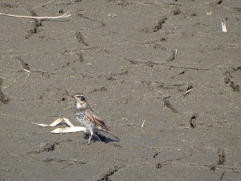 Dusky Thrush Tokyo Port Wild Bird Park Sat, 2/24/2024