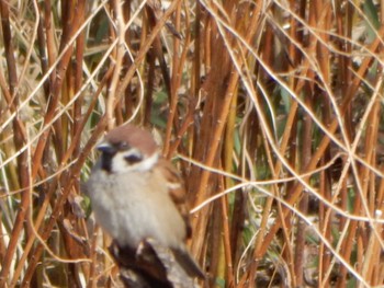 Eurasian Tree Sparrow Tokyo Port Wild Bird Park Sat, 2/24/2024