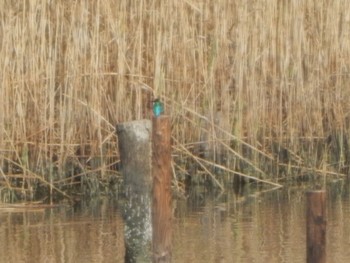 Common Kingfisher Tokyo Port Wild Bird Park Sat, 2/24/2024