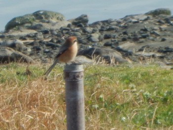 Bull-headed Shrike Tokyo Port Wild Bird Park Sat, 2/24/2024