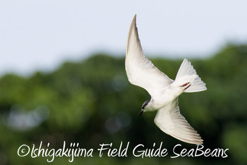 Whiskered Tern Ishigaki Island Wed, 11/28/2018