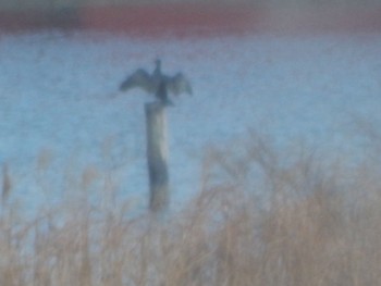 Great Cormorant Tokyo Port Wild Bird Park Sat, 2/24/2024