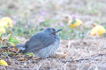 ヒヨドリ 柏尾川 2024年2月24日(土)