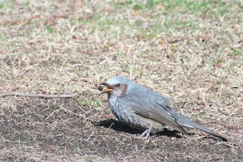 Brown-eared Bulbul 金井公園 Sat, 2/24/2024