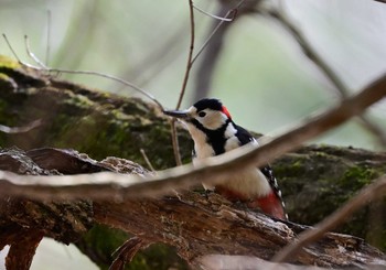 Great Spotted Woodpecker 南アルプス邑野鳥公園 Sat, 2/24/2024