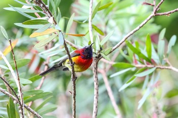 Mrs. Gould's Sunbird Angkhang Nature Resort Wed, 3/22/2017