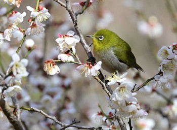 Warbling White-eye 南アルプス邑野鳥公園 Sat, 2/24/2024