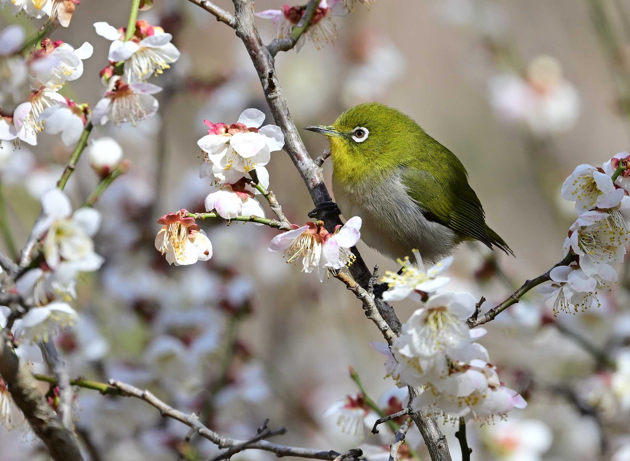 Warbling White-eye