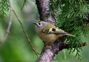 キクイタダキ 南アルプス邑野鳥公園 2024年2月24日(土)