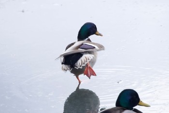 マガモ 大沼公園(北海道七飯町) 2024年2月24日(土)