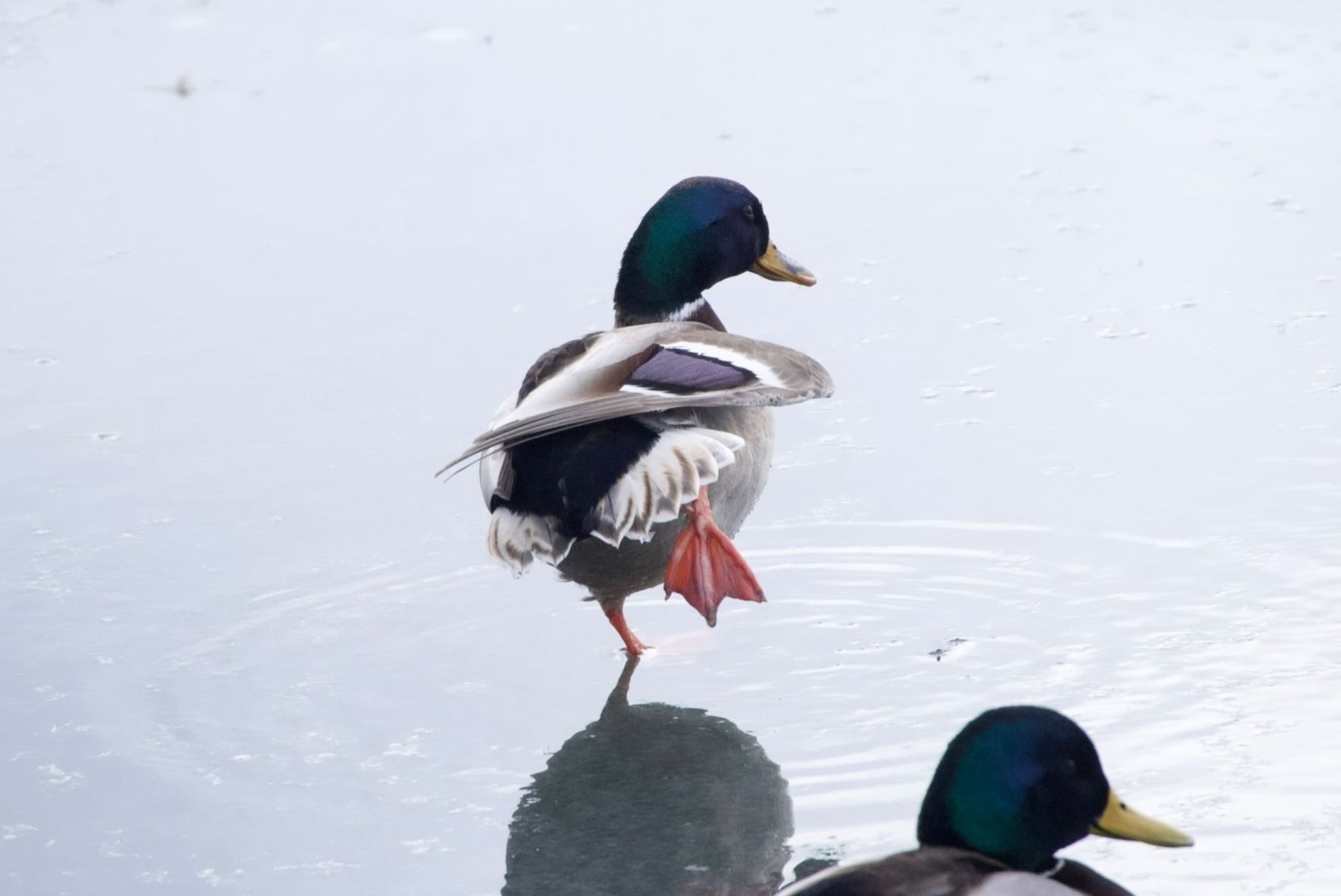 大沼公園(北海道七飯町) マガモの写真 by エゾ氏家