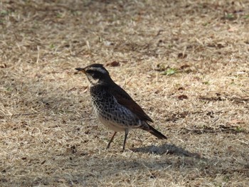 2024年2月24日(土) 明治神宮の野鳥観察記録