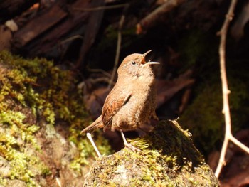 Eurasian Wren 赤目四十八滝 Sat, 2/24/2024