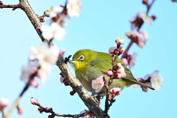 メジロ 多摩市 2024年2月24日(土)