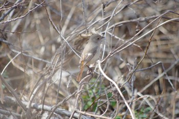 Daurian Redstart 守谷野鳥のみち Sat, 2/24/2024