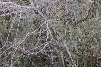 Bull-headed Shrike 守谷野鳥のみち Sat, 2/24/2024