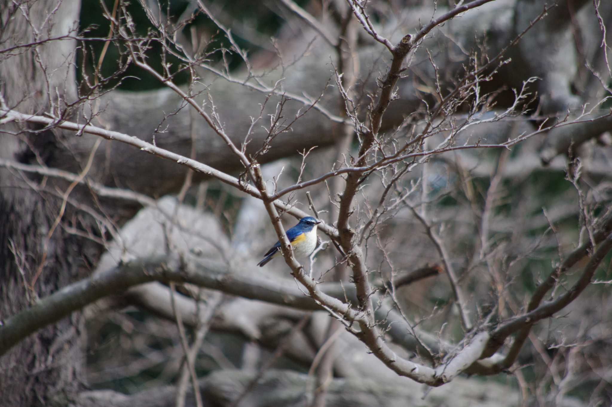 Red-flanked Bluetail