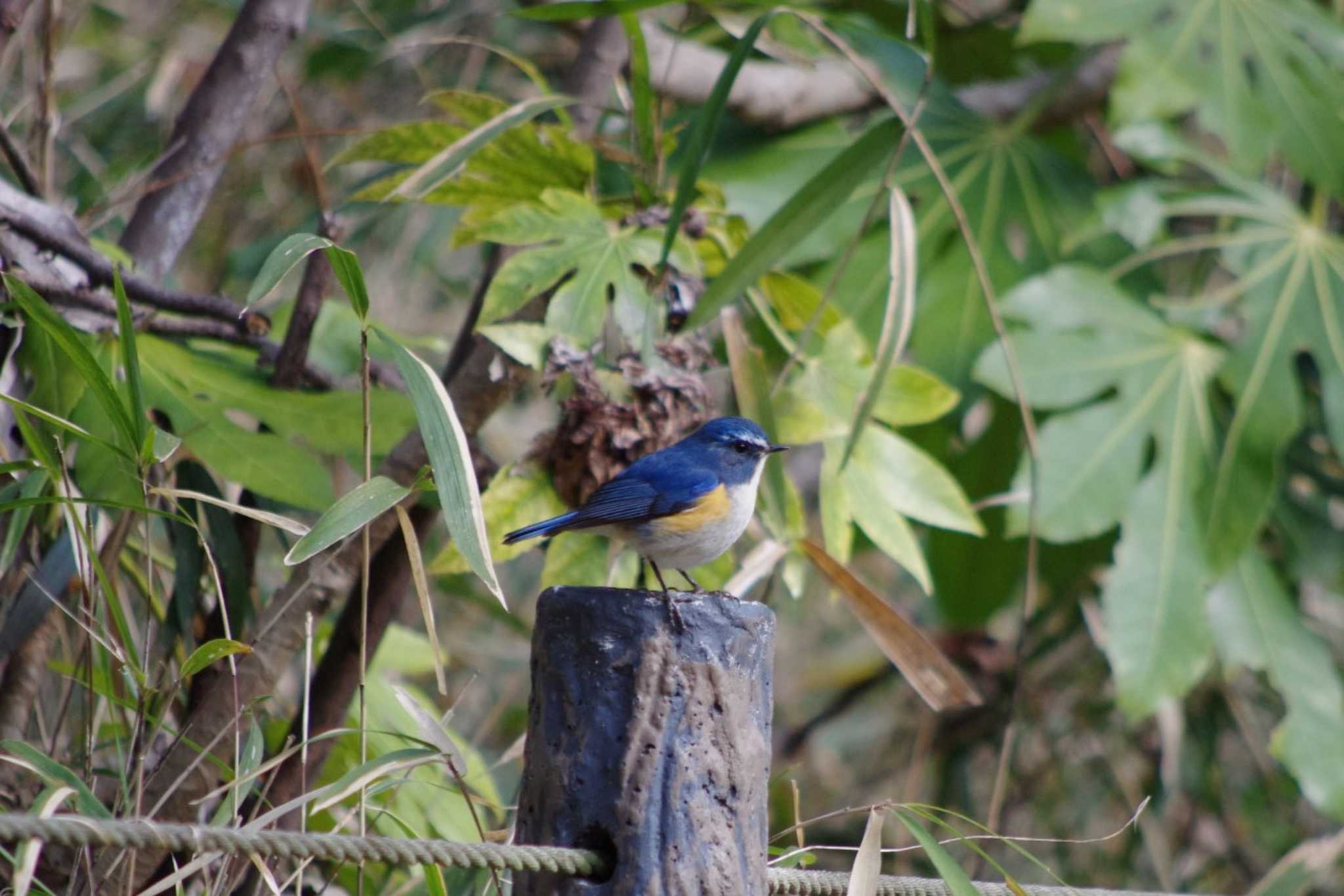 Red-flanked Bluetail