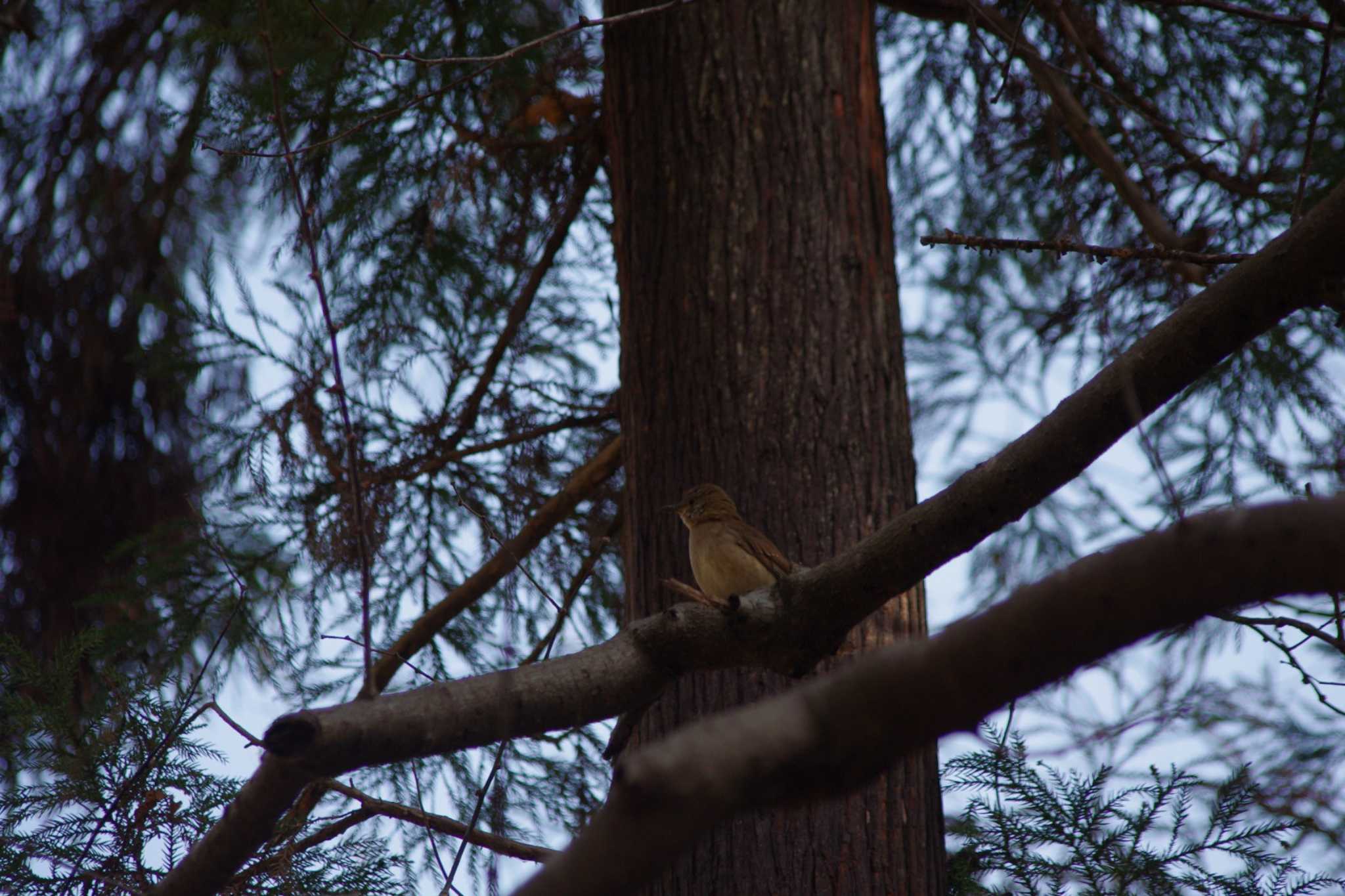 Pale Thrush