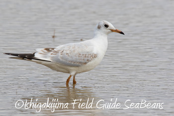 Black-headed Gull Ishigaki Island Wed, 11/28/2018