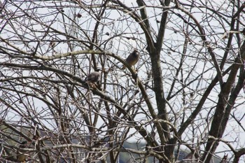 ムクドリ 守谷野鳥のみち 2024年2月24日(土)