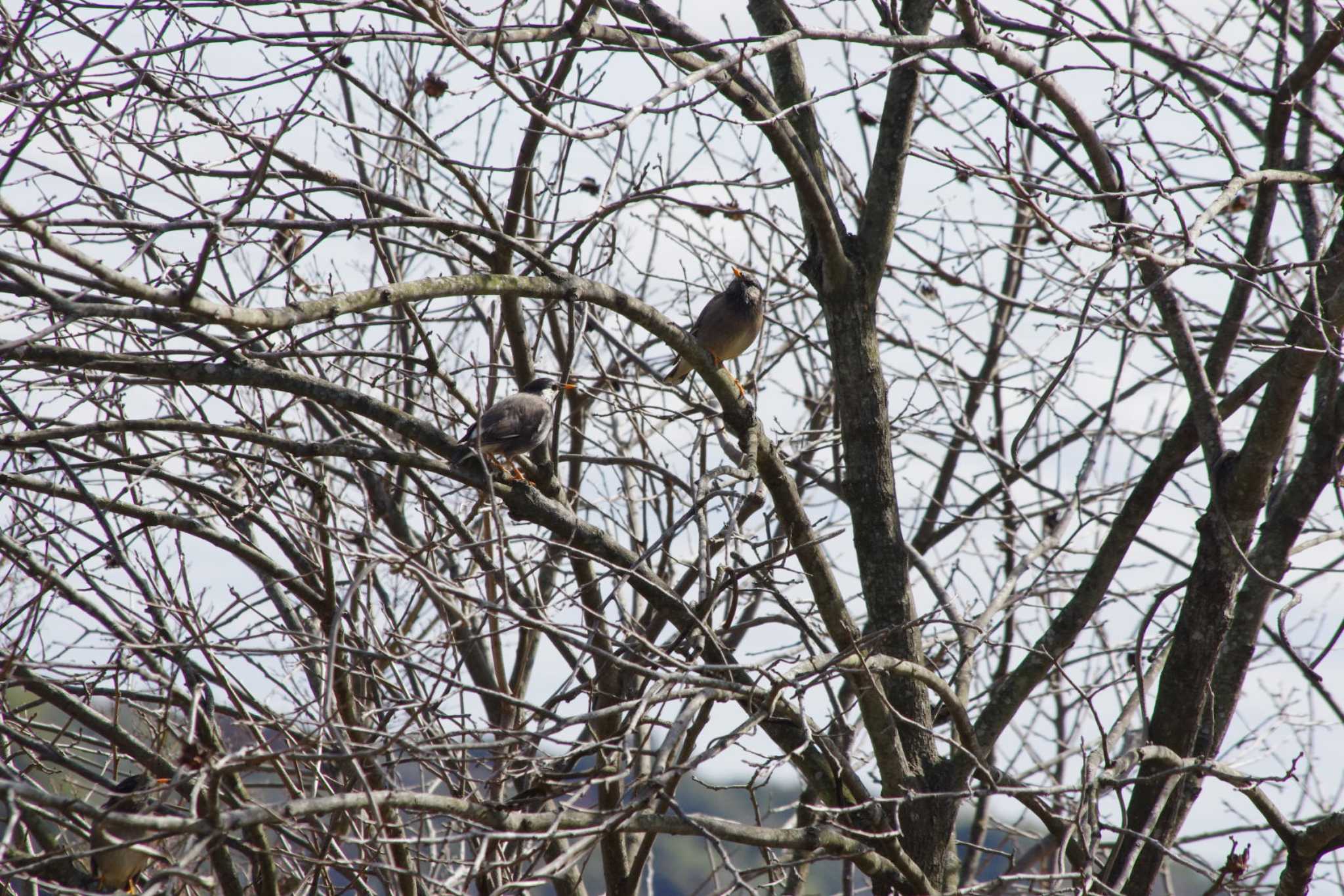 White-cheeked Starling