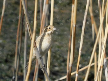 Common Reed Bunting Yatsu-higata Sat, 2/24/2024