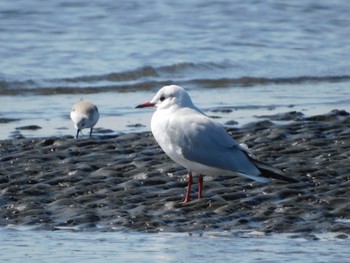 Black-headed Gull Sambanze Tideland Sat, 2/24/2024