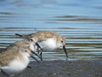 Dunlin Sambanze Tideland Sat, 2/24/2024