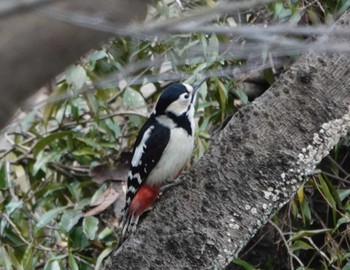 Great Spotted Woodpecker 養老公園 Sat, 2/24/2024