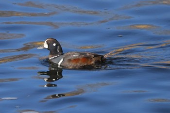 Harlequin Duck 多摩川 Sun, 2/18/2024