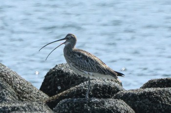 Eurasian Curlew Kasai Rinkai Park Sat, 2/24/2024