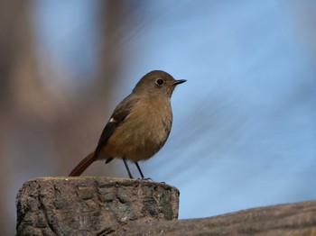 Daurian Redstart 多摩川台公園 Wed, 2/14/2024