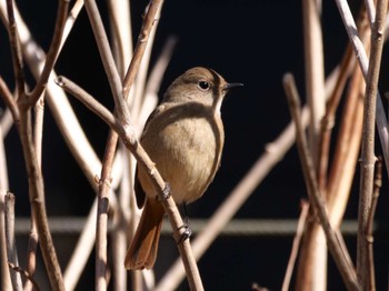 Daurian Redstart 多摩川台公園 Wed, 2/14/2024