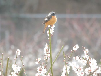 Daurian Redstart いなべ梅林公園 Sat, 2/24/2024