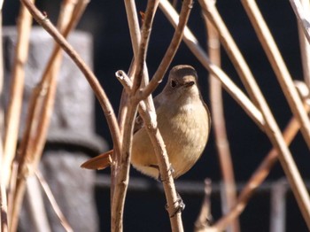 Daurian Redstart 多摩川台公園 Wed, 2/14/2024