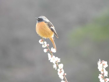 Daurian Redstart いなべ梅林公園 Sat, 2/24/2024