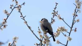 Japanese Grosbeak いなべ梅林公園 Sat, 2/24/2024