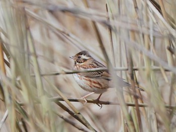 2024年2月24日(土) 神奈川県自然環境保全センターの野鳥観察記録