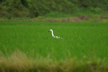 Mon, 6/11/2018 Birding report at 加木屋緑地