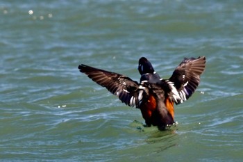 Harlequin Duck Unknown Spots Sat, 2/17/2024