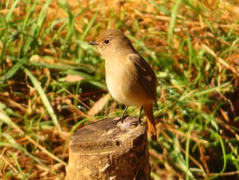 2024年2月24日(土) Nature Factory東京町田の野鳥観察記録